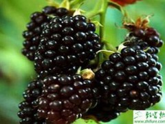 种黑莓新品种宝森的引种栽培