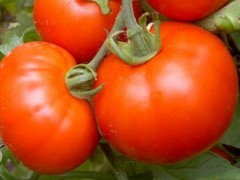 西红柿打蔫怎么挽救,不同情况采用不同处理方法