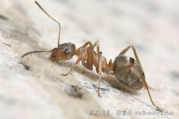 蚂蚁和蚜虫的关系