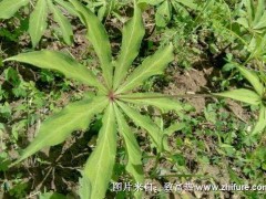 七叶一枝花的最新种植技术