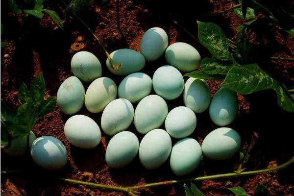 乌骨鸡蛋的功效与作用 乌骨鸡蛋的营养价值