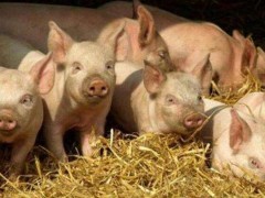 15公斤仔猪市场价格多少钱,养猪经济效益的数据