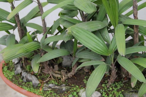 棕竹怎么浇水 棕竹叶子发黄原因及解决方法