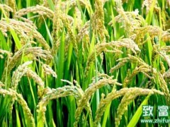 水稻的品种大全,水稻分蘖期多长时间