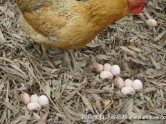 如何提高土鸡产蛋率?