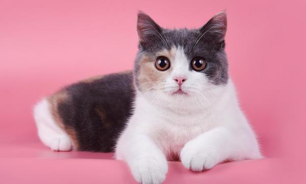 英国短毛猫市场价格多少钱一只 英国短毛猫有几种颜色