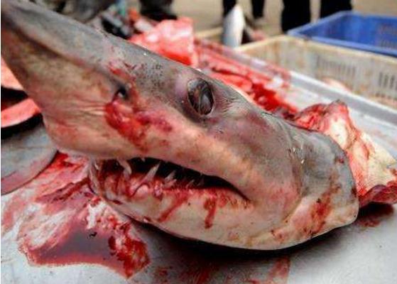 鲨鱼肉市场价格多少钱一斤 鲨鱼肉好吃吗