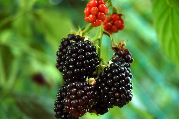 中国北方能种黑莓吗