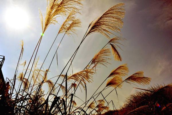 芦苇图片大全 芦苇的花语及寓意