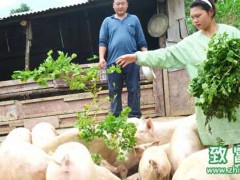 2016生态猪养殖收入直线上升