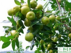 种枣树缺铁性黄叶病的防治