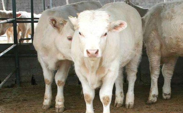 夏洛莱牛市场价格多少钱一头 夏洛莱牛的优点与缺点