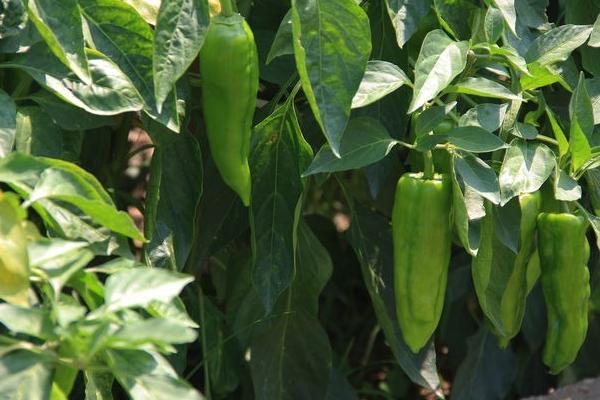 2018种青椒赚钱吗？青椒种植的利润与投资成本及前景预测