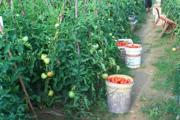 西红柿种植时间和技术