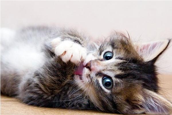 皮堡斯小猫市场价格多少钱一只 皮堡斯小猫灭绝了吗