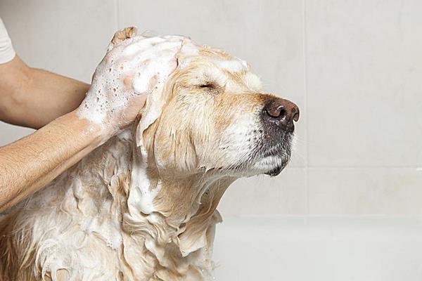 宠物店给狗狗洗澡多少钱一次 狗狗洗澡后发抖是怎么回事