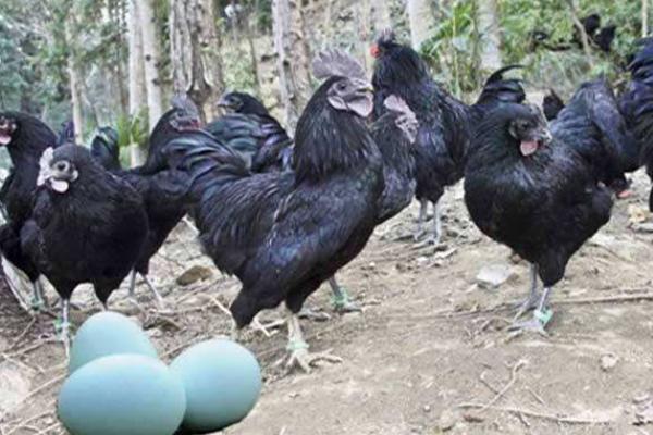 绿壳蛋鸡养殖利润