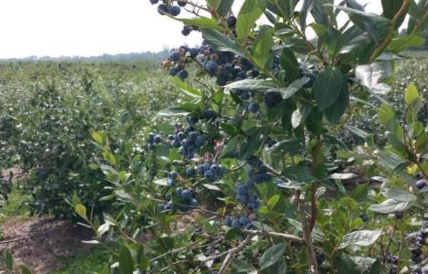 蓝莓种植技术和管理方法 蓝莓种植条件