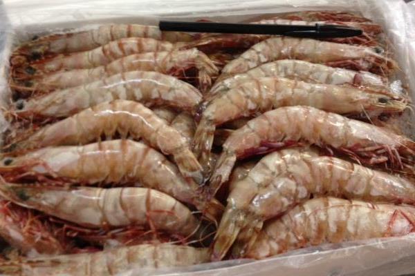 老虎虾市场价格多少钱一斤 老虎虾是哪个国家的 老虎虾是海水虾吗