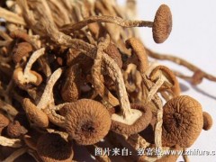 2017种茶树菇赚钱吗?2017种茶树菇前景及市场价格