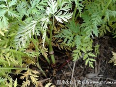 2018种川芎赚钱吗?川芎种植的利润与投资成本及前