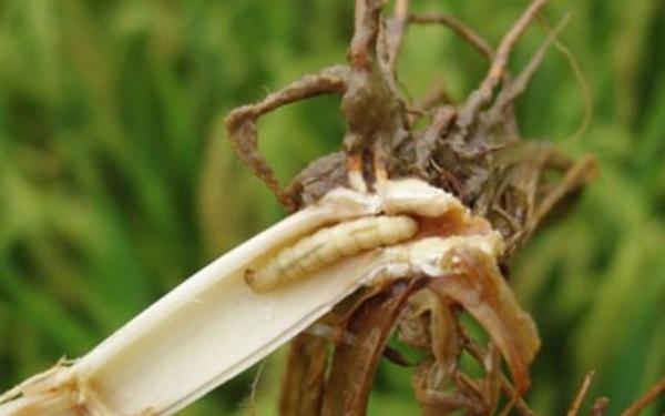 水稻三化螟防治时间是什么时候 水稻二化螟和三化螟的区别是什么