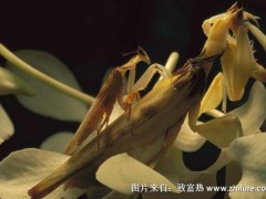 兰花螳螂介绍及图片大全