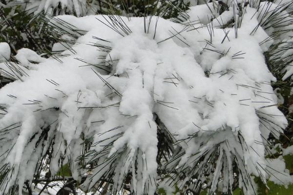 雪松怎么种 雪松种植方法与注意事项