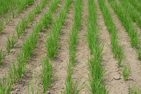 旱稻种植时间和方法