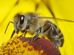 中蜂科学养殖技术,中蜂什么品种最好