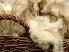 羊毛市场价格多少钱一斤,我国的羊毛主要出产自