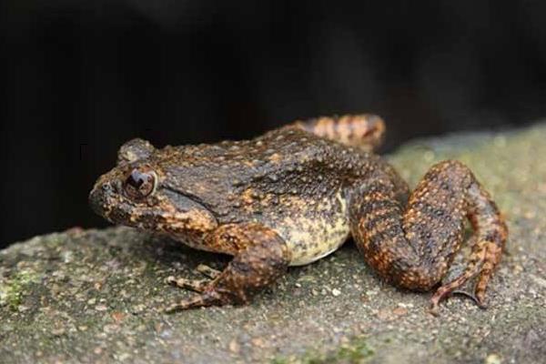 野生石蛙市场价格多少钱一斤 野生石蛙死了能吃吗