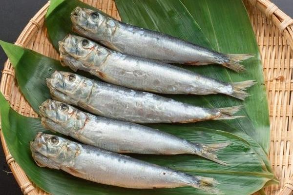 沙丁鱼市场价格多少钱一斤 沙丁鱼是海鱼吗