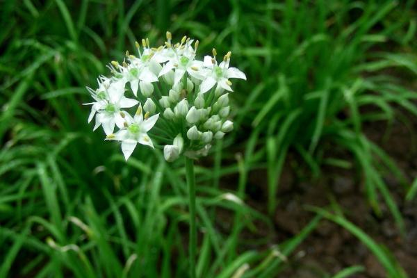 韭菜花的功效与作用 韭菜花怎么炒