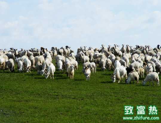 冬季如何管理羊群