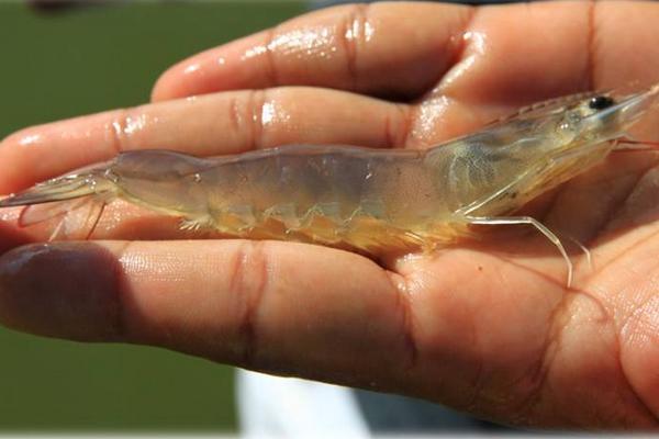 南美白对虾的生长周期
