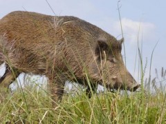 野猪生活规律及捕猎方法