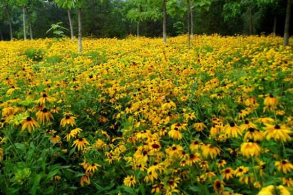 黑心菊图片大全 黑心菊市场价值