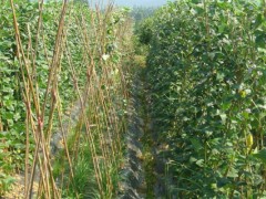 长豆角露地种植亩产多少斤,种一亩豆角的利润有