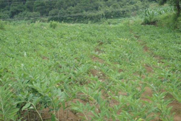 玉竹种植方法 玉竹家庭养殖与注意事项