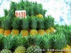 香水菠萝图片大全