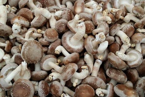 2018种香菇赚钱吗？香菇种植的利润与投资成本及前景预测