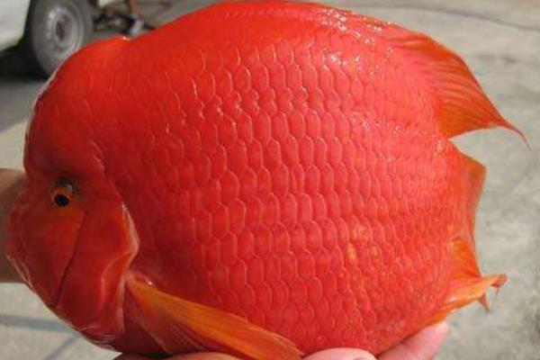 财神鱼市场价格多少钱一条 如何挑选财神鱼