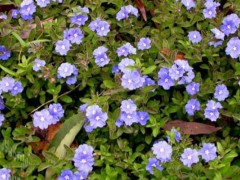 蓝星花怎么种,蓝星花种植方法与注意事项