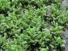 水芹菜池塘种植技术,生态浮床种植水芹