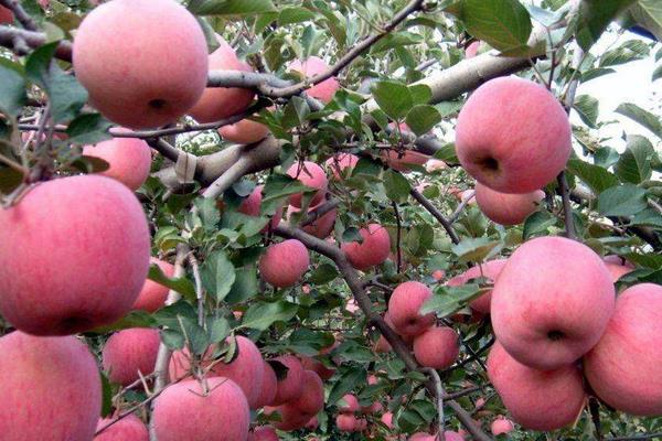 红富士苹果市场价格多少钱一斤 红富士苹果的产地