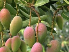 芒果适合哪些地方种植,热带水果气候决定品质