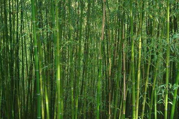 竹子怎么种 竹子种植方法与注意事项