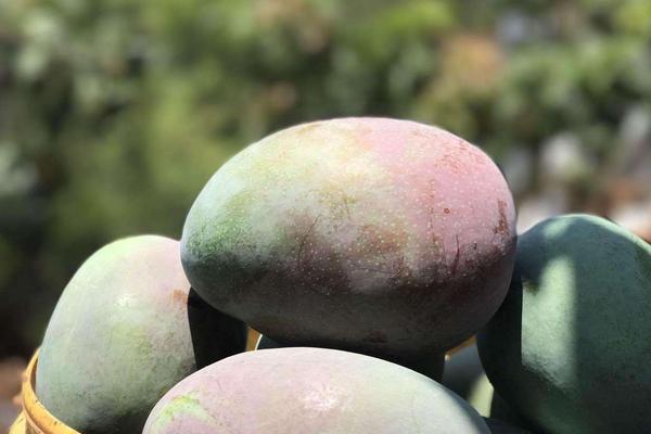 攀枝花芒果市场价格多少钱一斤 攀枝花芒果什么时候成熟