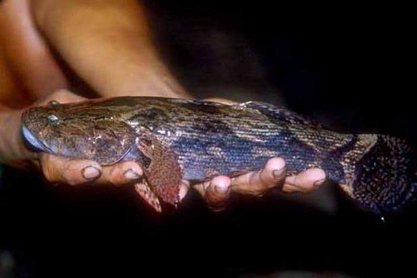 塘鳢鱼是什么鱼 塘鳢鱼市场价格多少钱一斤